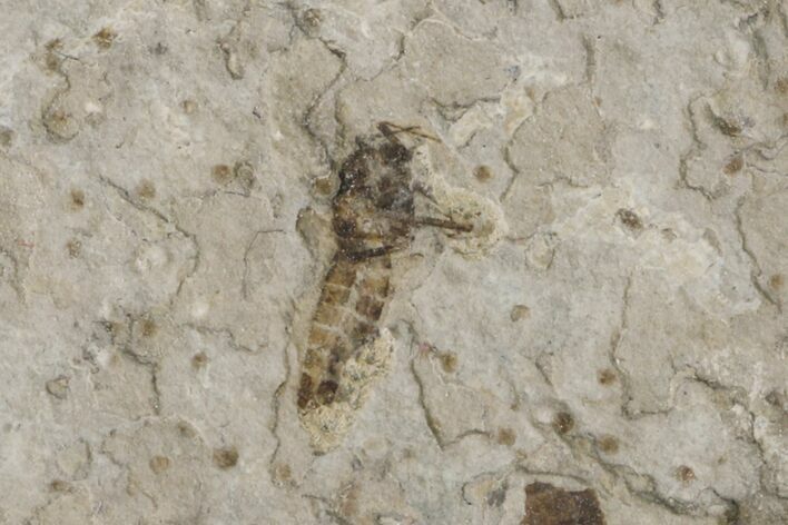 Fossil March Fly (Plecia) - Green River Formation #154496